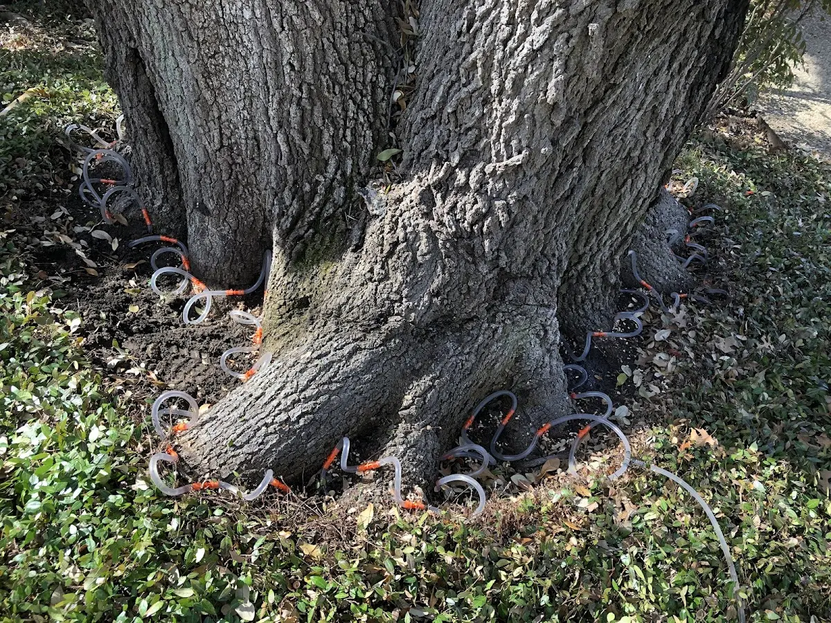 Detailed Shrub and Hedge Trimming job site in Groesbeck