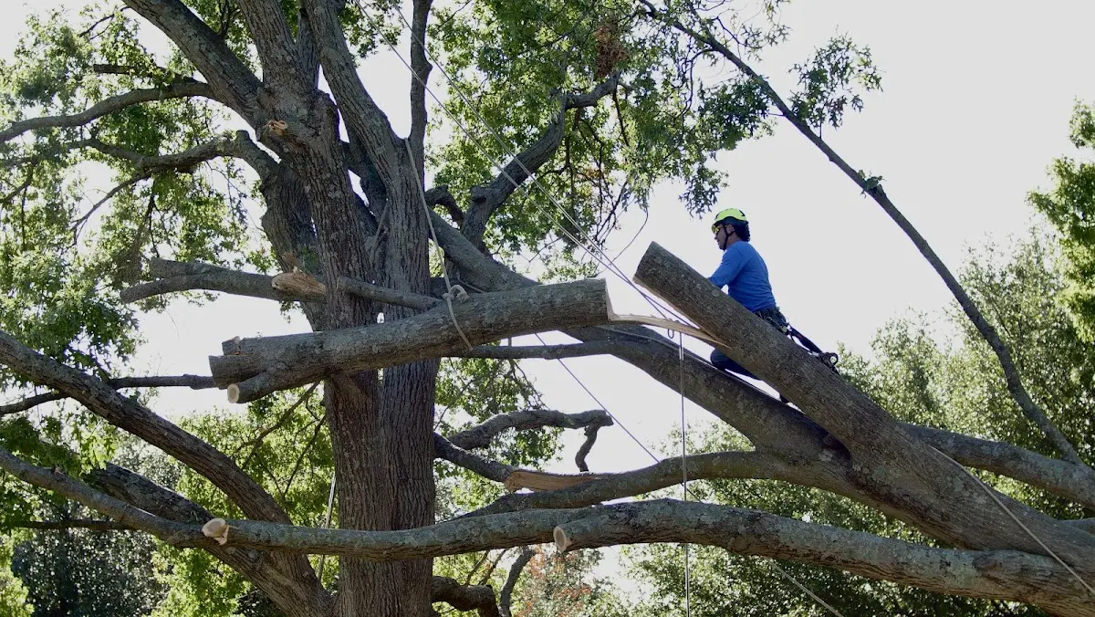 Professional Hazardous Tree Removal performed by certified arborists in Groesbeck