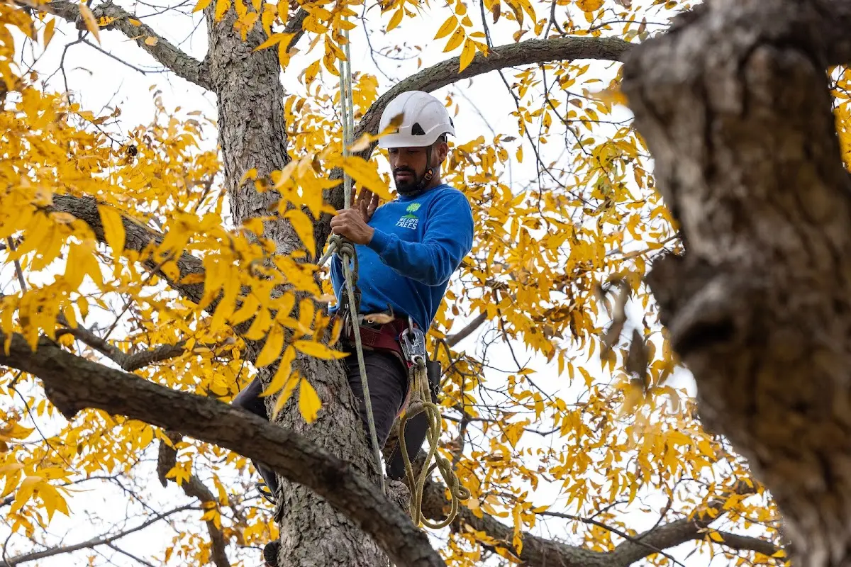 Skilled Tree Planting crew working in Groesbeck